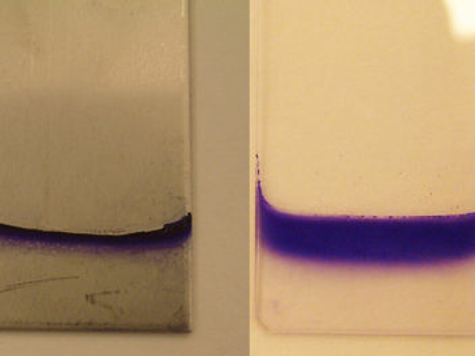 The ability of bacteria to form biofilm is tested on various substrates and at different temperatures. Here we see E. coli biofilm on steel at 20° C and on glass at 12° C. Colour has been added to the biofilm to make it easier to see. (Photo:Heidi Solheim, The Norwegian Veterinary Institute)