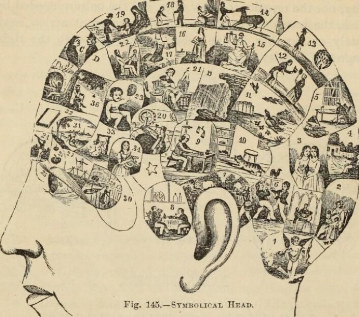 Illustrasjon av hjernens inndeling ifølge frenologiske teorier. Bildet er fra den amerikanske boka New Physiognomy: or signs of character, as manifsested through temperament and external forms, and especially in "the human face divine", publisert i 1889. (Foto: (Bilde: Internet Archive Book Images/Wikimedia Commons.)) Illustrasjon av hjernens inndeling ifølge frenologiske teorier. Bildet er fra den amerikanske boka New Physiognomy: or signs of character, as manifsested through temperament and external forms, and especially in "the human face divine", publisert i 1889. (Foto: (Bilde: Internet Archive Book Images/Wikimedia Commons.))