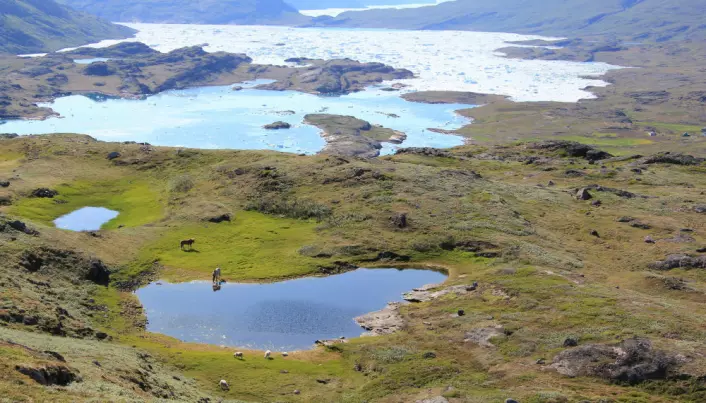 Greenland Vikings outlived climate change for centuries