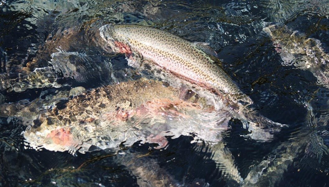 Farmed rainbow trout can live well on plant feed. (Photo: Colourbox) Farmed rainbow trout can live well on plant feed. (Photo: Colourbox)