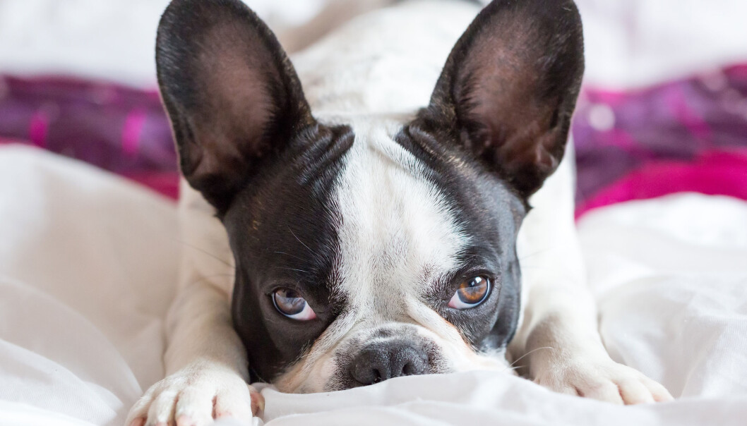 Hunden din er kanskje flink til å be om hjelp når den får en vanskelig oppgave. Men hva skjer hvis den skal klare seg selv? (Illustrasjonsfoto: Microstock) Hunden din er kanskje flink til å be om hjelp når den får en vanskelig oppgave. Men hva skjer hvis den skal klare seg selv? (Illustrasjonsfoto: Microstock)