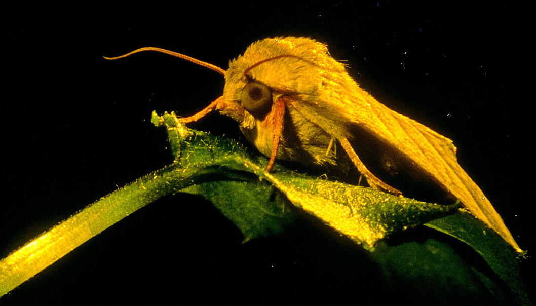 The human brain is more similar to the moth brain than you might otherwise think. (Photo: NTNU) The human brain is more similar to the moth brain than you might otherwise think. (Photo: NTNU)