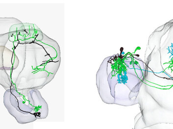 Three different colors illustrate male moth neurons. Green and turquoise coloured neurons respond to two different substances released by the female to attract the male. Black coloured neurons transmit information about a substance released by a female of another species, i.e. a possible mistaken source. This substance causes the male moth to flee the odour source. (Illustration: NTNU) Three different colors illustrate male moth neurons. Green and turquoise coloured neurons respond to two different substances released by the female to attract the male. Black coloured neurons transmit information about a substance released by a female of another species, i.e. a possible mistaken source. This substance causes the male moth to flee the odour source. (Illustration: NTNU)