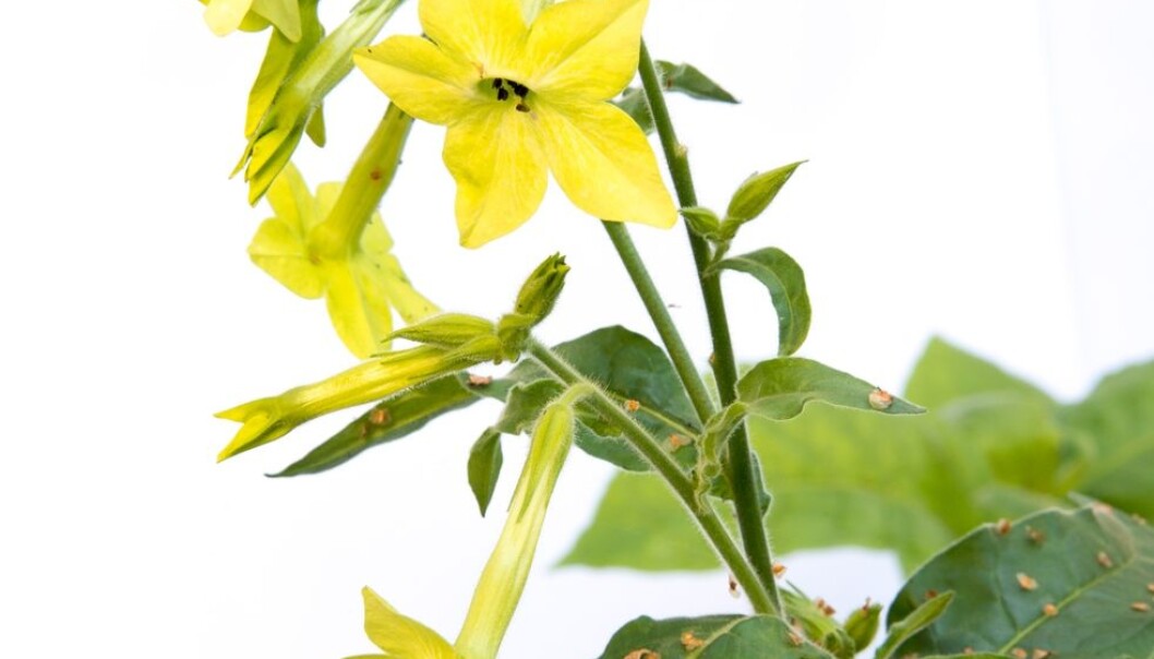 Tobacco plants. (Photo: Bioforsk) Tobacco plants. (Photo: Bioforsk)