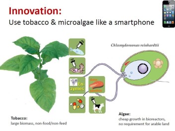 Use tobacco and microalgae like a smart phone. (Photo: Bioforsk) Use tobacco and microalgae like a smart phone. (Photo: Bioforsk)