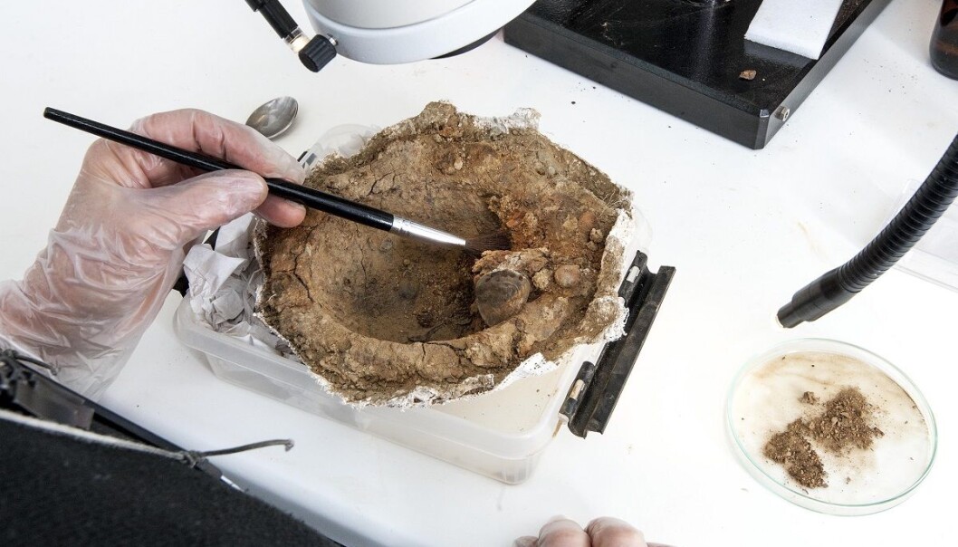 This protective iron boss from a shield shows traces of a possible blow. (Photo: Åge Hojem, NTNU University Museum) This protective iron boss from a shield shows traces of a possible blow. (Photo: Åge Hojem, NTNU University Museum)