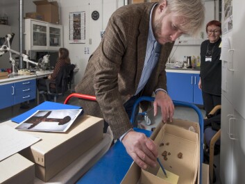 Vennatrø and Airola are among those who have examined the Viking finds. (Photo: Åge Hojem, NTNU University Museum) Vennatrø and Airola are among those who have examined the Viking finds. (Photo: Åge Hojem, NTNU University Museum)