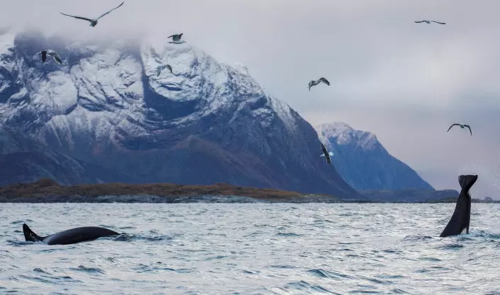 Når silda svømmer inn i en fjord som Kaldfjorden, følger knølhvaler og spekkhoggere etter. (Foto: Karl-Otto Jacobsen, Norsk institutt for naturforskning (NINA))