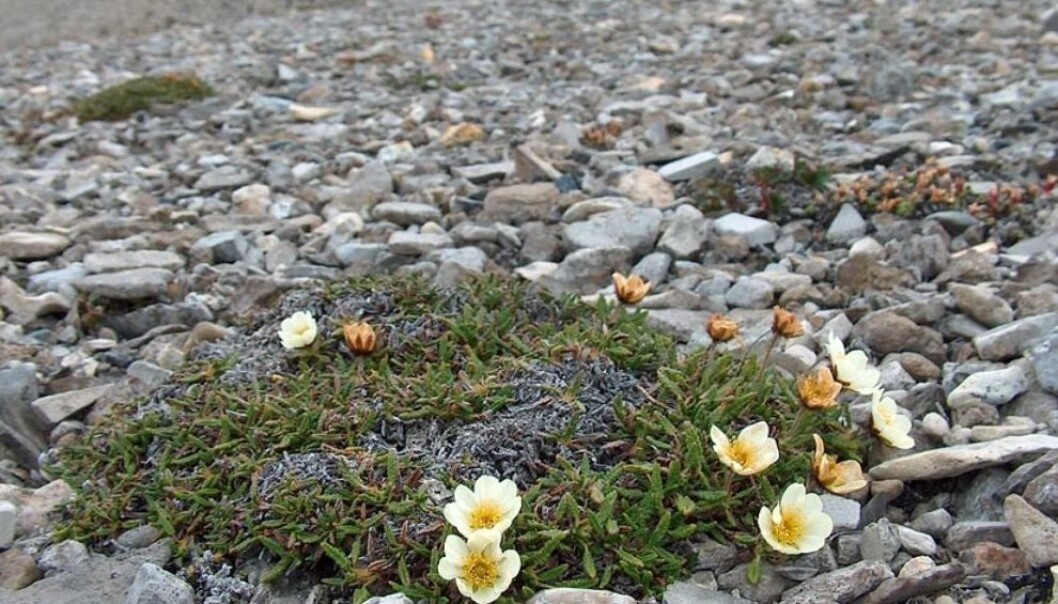 Reinrose (<em>Dryas octopetala</em>) i Skansebukta på Svalbard. (Foto: Geir Arnesen, Svalbardflora.no) Reinrose (<em>Dryas octopetala</em>) i Skansebukta på Svalbard. (Foto: Geir Arnesen, Svalbardflora.no)