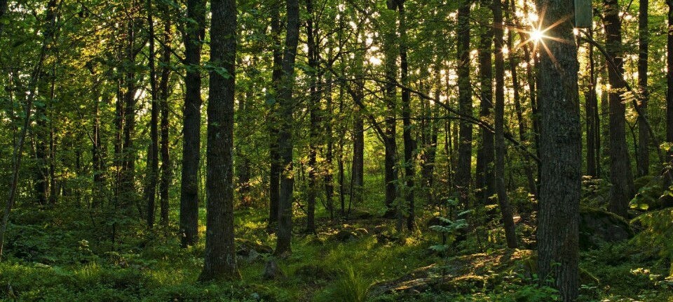 Edelløvskog med sommereik (Quercus robur) fra i Hvaler naturreservat i Østfold. (Foto: Svein Grønvold)
