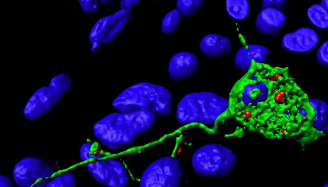 Microscopy image of a neuron (green). Vesicles (red) gather at the tips of the nerve fibres before fusing with the cell membrane and contributing to further growth of the nerve fibre. Cell nuclei (DNA) can be seen in blue. (Photo: Camilla Raiborg, CCB)