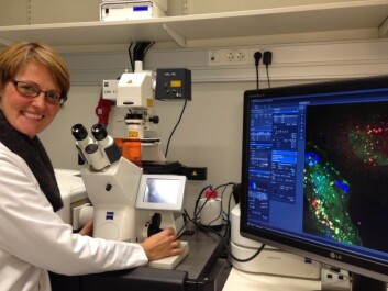 Camilla Raiborg is head of a research group at the CCB. (Photo: Terje Heiestad) Camilla Raiborg is head of a research group at the CCB. (Photo: Terje Heiestad)