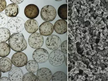 Mineralized material: Stem cells in alginate beads (left), and the result – mineralized material (right). (Photo: Magnus Ø. Olderøy and Minli Xie, NTNU)

