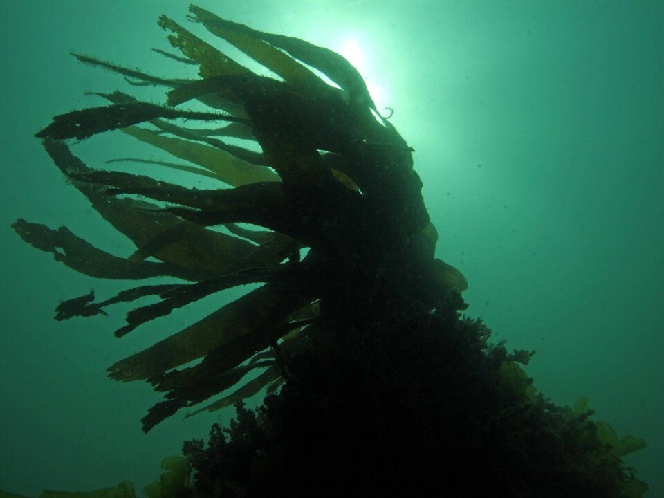Alginates are biopolymers derived from seaweed. (Photo: Colourbox)