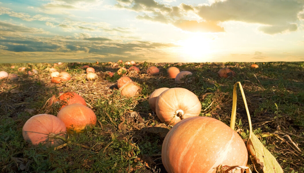 Kanskje kan vi nyte gresskarsuppe og grillet squash fordi mastodonten døde ut. (Illustrasjonsfoto: Shutterstock) Kanskje kan vi nyte gresskarsuppe og grillet squash fordi mastodonten døde ut. (Illustrasjonsfoto: Shutterstock)