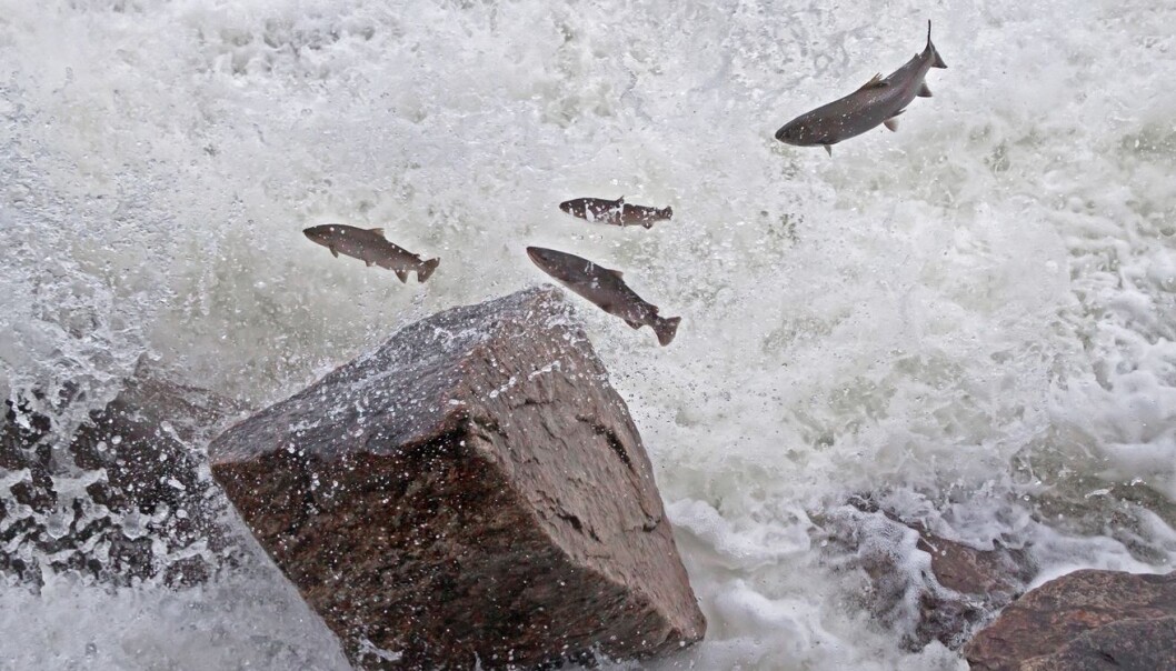 Nå kan forskere studere hvilke biologiske endringer vi kan vente når oppdrettslaks krysser seg med villaks, hvor store endringene blir og hvor lang tid det tar før endringene kan observeres. (Foto: Shutterstock/NTB scanpix) Nå kan forskere studere hvilke biologiske endringer vi kan vente når oppdrettslaks krysser seg med villaks, hvor store endringene blir og hvor lang tid det tar før endringene kan observeres. (Foto: Shutterstock/NTB scanpix)