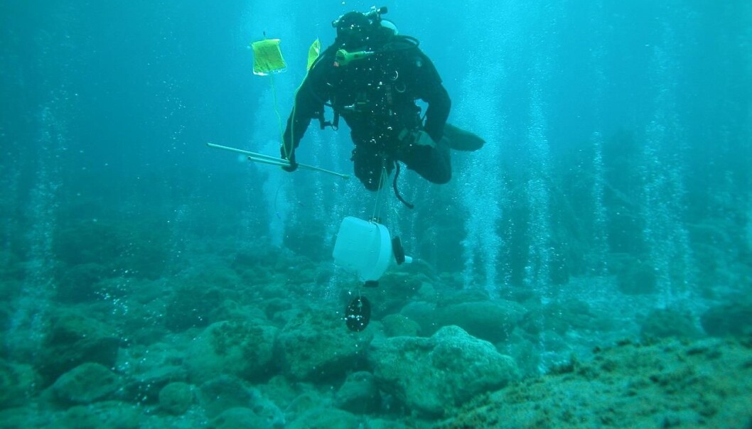 Diver studying ocean acidification at CO2 vents (Photo: G. Caramana) Diver studying ocean acidification at CO2 vents (Photo: G. Caramana)