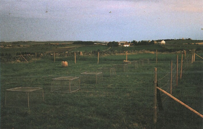Slik så forsøksfeltet på Særheim ut før Astri var med på å sortere gress. Formålet var å se hva slags arter som fantes i et gressfelt, og hvilke som klarte seg best etter beiting. (Foto: Fra boka «Den grønne evolusjonen», Landbruksforlaget, 1989) Slik så forsøksfeltet på Særheim ut før Astri var med på å sortere gress. Formålet var å se hva slags arter som fantes i et gressfelt, og hvilke som klarte seg best etter beiting. (Foto: Fra boka «Den grønne evolusjonen», Landbruksforlaget, 1989)