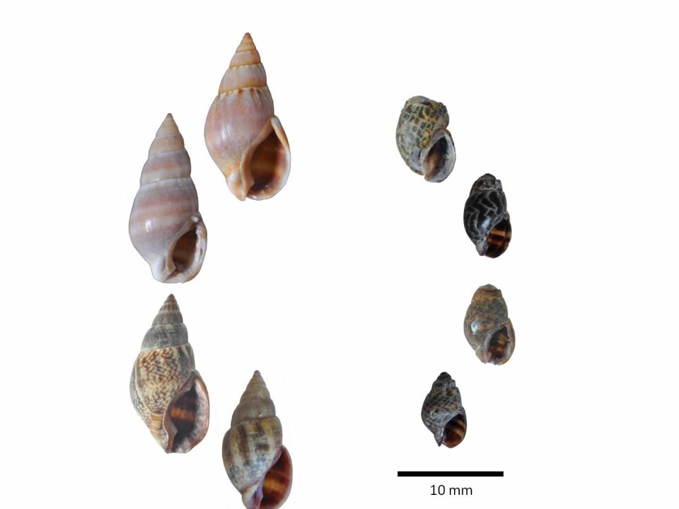 The snails on the right are from the acidic water and the snails on the left are from the normal water. (Photo: IMR)