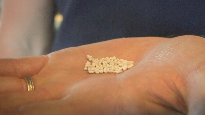Slik ser stoffet struvitt ut. Det blir resultatet når magnesium, ammonium og fosfor reagerer med hverandre. Struvitt kan brukes som gjødsel. (Foto: Bjørn Steinar Gundersen, NRK) Slik ser stoffet struvitt ut. Det blir resultatet når magnesium, ammonium og fosfor reagerer med hverandre. Struvitt kan brukes som gjødsel. (Foto: Bjørn Steinar Gundersen, NRK)