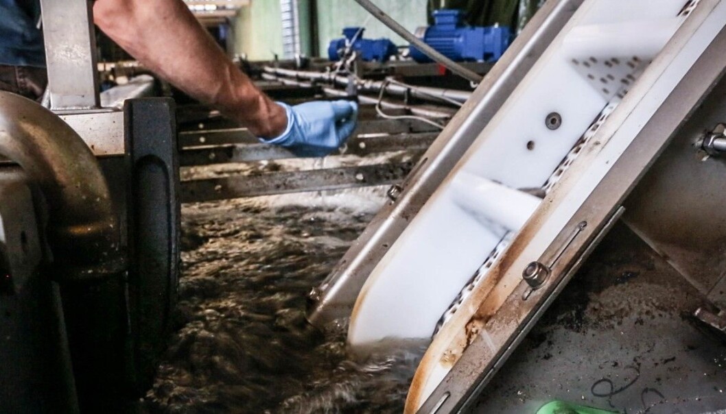 I disse bassengene i pilotanlegget på Hamar, gjør de forholdene optimale for mikroorganismer som tar opp fosfor fra kloakkvannet. (Foto: Chris Veløy, NRK) I disse bassengene i pilotanlegget på Hamar, gjør de forholdene optimale for mikroorganismer som tar opp fosfor fra kloakkvannet. (Foto: Chris Veløy, NRK)