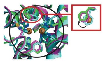 Illustrasjonen viser hva som skjer inne i valnøttskall når det kobberholdige enzymet tyrosinase får igang de kjemiske reaksjonene som farger frukten brun. (Foto: (Ill.:Angewandte Chemie)) Illustrasjonen viser hva som skjer inne i valnøttskall når det kobberholdige enzymet tyrosinase får igang de kjemiske reaksjonene som farger frukten brun. (Foto: (Ill.:Angewandte Chemie))