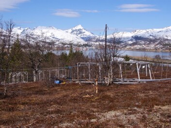 Field site shortly after snow melt in spring. (Photo: Jarle W. Bjerke, NINA) Field site shortly after snow melt in spring. (Photo: Jarle W. Bjerke, NINA)