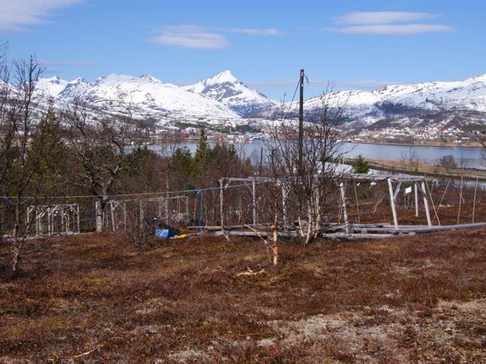 Field site shortly after snow melt in spring. (Photo: Jarle W. Bjerke, NINA)