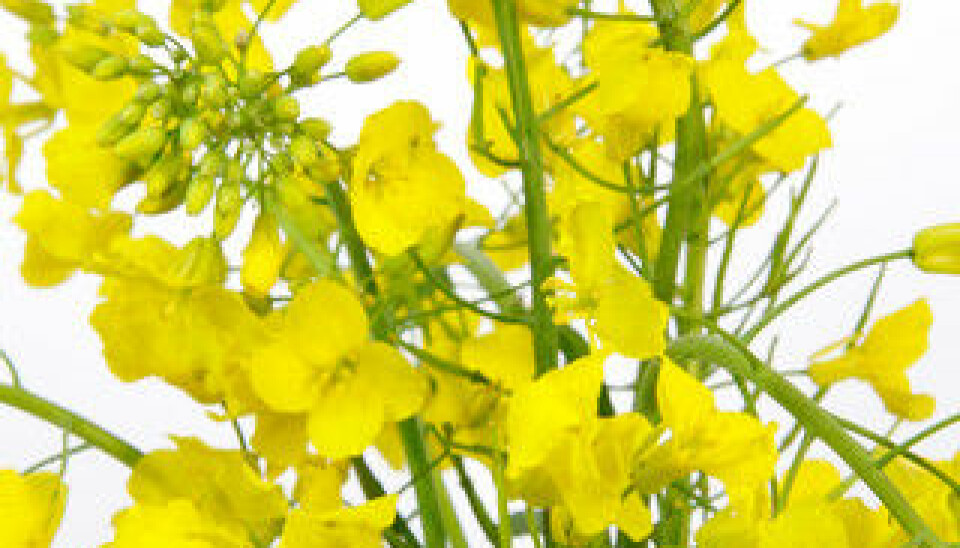 The canola plant produces toxic substances, as defence against insects. (Photo: Colourbox)