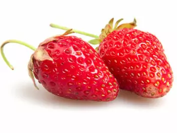 Consumers should be allowed to choose whether they want to eat strawberries from normal strawberry fields sprayed with pesticides many times in a short summer, or genetically modified strawberries that are sprayed just a few times, says Biology Professor Atle Bones.