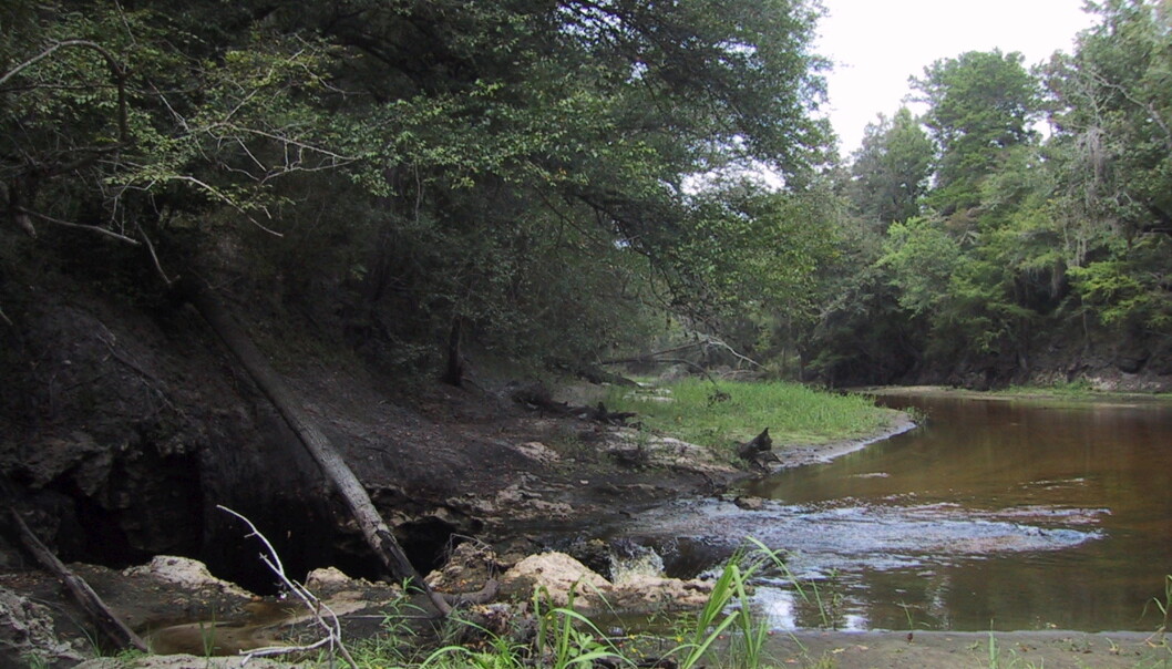 Elven Alapaha i Florida renner rett ned i undergrunnen. Elven forer grunnvannet i Florida. (Foto: USGS) Elven Alapaha i Florida renner rett ned i undergrunnen. Elven forer grunnvannet i Florida. (Foto: USGS)