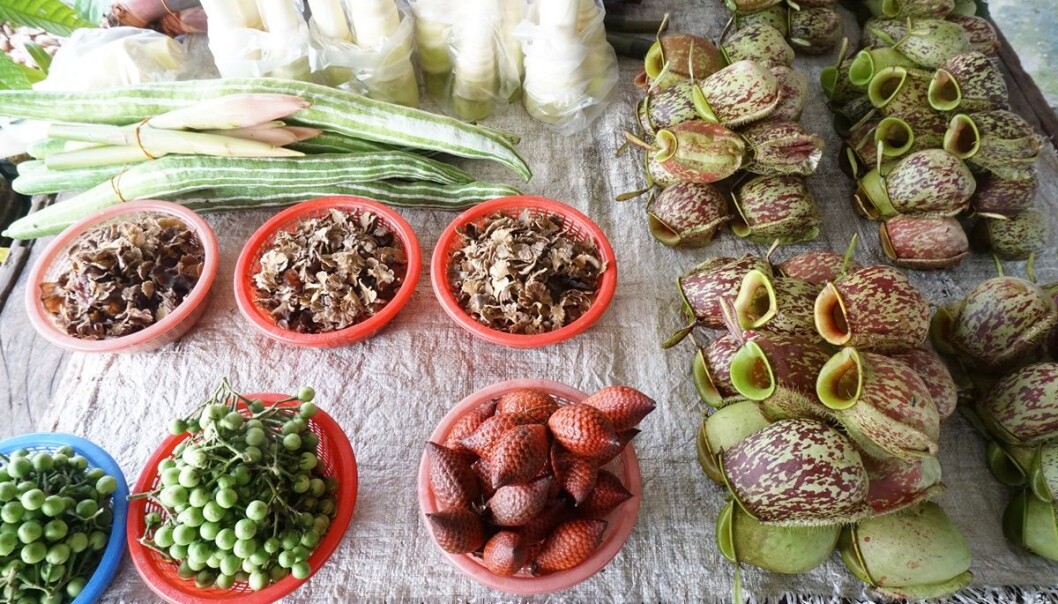 Malaysian market with Nepenthes pitchers for sale (right). (Photo: Rachel Schwallier, Naturalis Biodiversity Center, Leiden) Malaysian market with Nepenthes pitchers for sale (right). (Photo: Rachel Schwallier, Naturalis Biodiversity Center, Leiden)