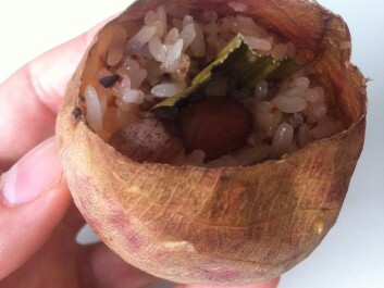Nepenthes sticky rice snack. (Photo: Rachel Schwallier, Naturalis Biodiversity Center, Leiden) Nepenthes sticky rice snack. (Photo: Rachel Schwallier, Naturalis Biodiversity Center, Leiden)