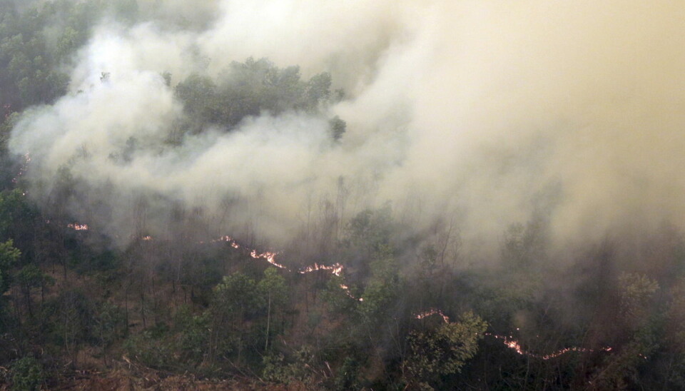 Tykk røyk stiger opp fra en av de utallige skogbrannene i Indonesia.  (Foto: Nova Wahyudi, Antara Foto, Reuters)