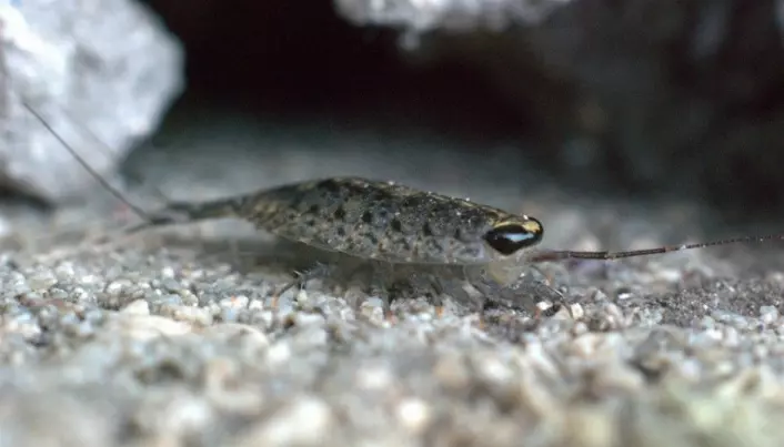 Tiny creatures can save underwater meadows