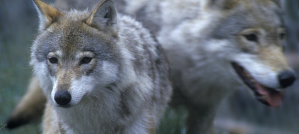 Hva folk jobber med og hvilke hobbyer de har spiller inn på hvordan de opplever ulv og andre rovdyr. Disse ulvene befinner seg trygt bak gjerdet på Langedrag. (Foto: Per Løchen, NTB scanpix)