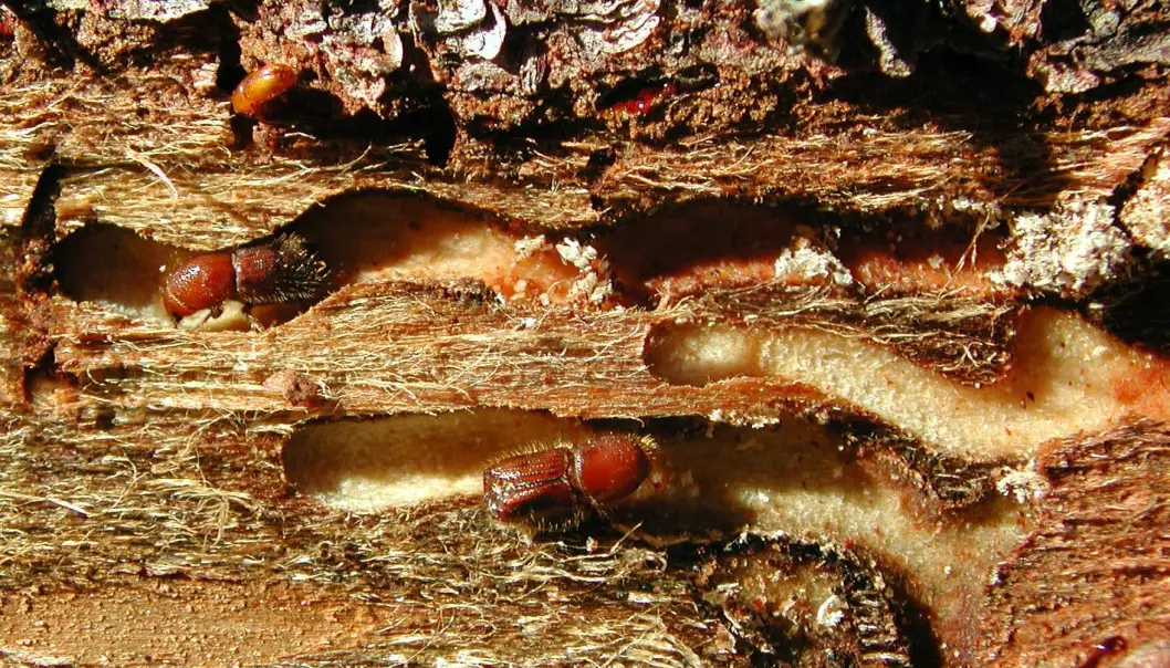 Avtrykk av granbarkbillens gangsystem på vedoverflaten. Når billene angriper trær med tynn bark legger de gangene så dypt at de furer veden. Vanligvis ligger hele gangsystemet i barken. Larvene utvikler seg i dette gangsystemet og forlater det når de er ferdig utviklet. (Foto: Bjørn Økland)