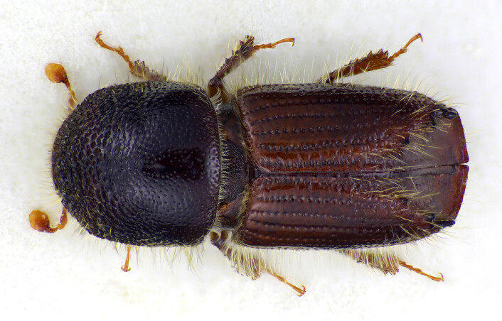 Granbarkbillen (<em>Ips typographus</em>), som også blir kalt stor granbarkbille eller typografen, er utvilsomt vår viktigste barkbille på gran. Under bestemte forhold kan den angripe og drepe helt friske grantrær. På grunn av sin aggressivitet ble den det mest kjente skadeinsektet i Norge i 1970-årene. Den har et godt utviklet kjemisk signalsystem og et etablert samarbeid med blåvedsopper og er derfor i stand til å drepe grantrærne relativt raskt og utnytte dem som ynglemateriale. (Foto: Karsten Sund, Naturhistorisk museum, UiO) Granbarkbillen (<em>Ips typographus</em>), som også blir kalt stor granbarkbille eller typografen, er utvilsomt vår viktigste barkbille på gran. Under bestemte forhold kan den angripe og drepe helt friske grantrær. På grunn av sin aggressivitet ble den det mest kjente skadeinsektet i Norge i 1970-årene. Den har et godt utviklet kjemisk signalsystem og et etablert samarbeid med blåvedsopper og er derfor i stand til å drepe grantrærne relativt raskt og utnytte dem som ynglemateriale. (Foto: Karsten Sund, Naturhistorisk museum, UiO)