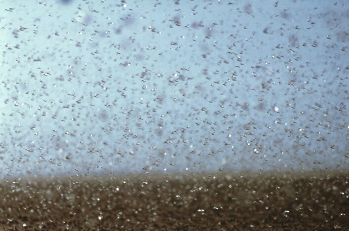Gresshoppesvermer er ett eksempel på hvordan gradvise forandringer i naturen kan føre til plutselige hopp i bestanden, med ødeleggende virkning for landbruket i noen land. Dete bildet er fra Australia. (Foto: CSIRO, https://creativecommons.org/licenses/by/3.0/deed.en) Gresshoppesvermer er ett eksempel på hvordan gradvise forandringer i naturen kan føre til plutselige hopp i bestanden, med ødeleggende virkning for landbruket i noen land. Dete bildet er fra Australia. (Foto: CSIRO, https://creativecommons.org/licenses/by/3.0/deed.en)
