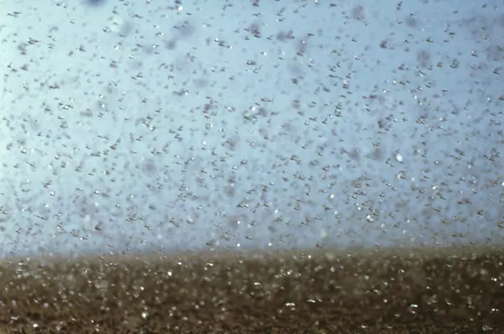 Gresshoppesvermer er ett eksempel på hvordan gradvise forandringer i naturen kan føre til plutselige hopp i bestanden, med ødeleggende virkning for landbruket i noen land. Dete bildet er fra Australia. (Foto: CSIRO, https://creativecommons.org/licenses/by/3.0/deed.en)