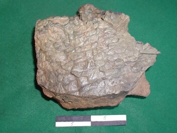 A piece of slag that solidified on a cold surface in the slag pit. Each groove may represent the tapping of approximately 10 kg of slag, which is evidence of the smelting process being carried out in batches. (Photo: Arne Espelund) A piece of slag that solidified on a cold surface in the slag pit. Each groove may represent the tapping of approximately 10 kg of slag, which is evidence of the smelting process being carried out in batches. (Photo: Arne Espelund)