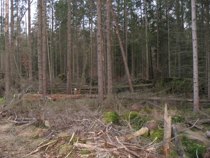 Vindfall etter storm i Sverige. (Foto: Paal Krokene, Skog og landskap) Vindfall etter storm i Sverige. (Foto: Paal Krokene, Skog og landskap)