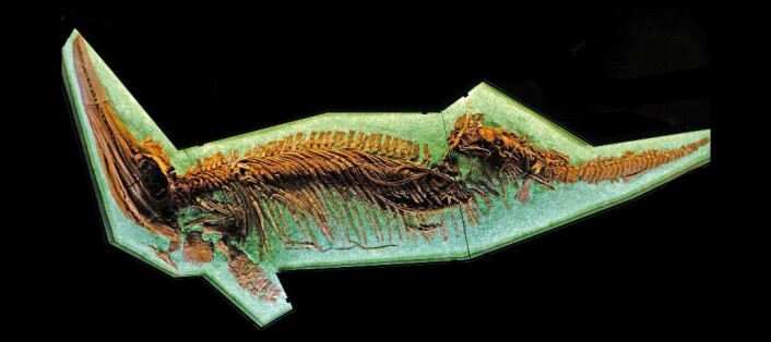 Det fineste og best bevarte av alle de marine øglene som Jørn Hurum har funnet, er den fem og en halv meter lange fiskeøgla «Gamla», som nå står utstilt på Naturhistorisk museum på Tøyen. Den må ha veid rundt tre tonn. (Foto: Jørn Hurum) Det fineste og best bevarte av alle de marine øglene som Jørn Hurum har funnet, er den fem og en halv meter lange fiskeøgla «Gamla», som nå står utstilt på Naturhistorisk museum på Tøyen. Den må ha veid rundt tre tonn. (Foto: Jørn Hurum)