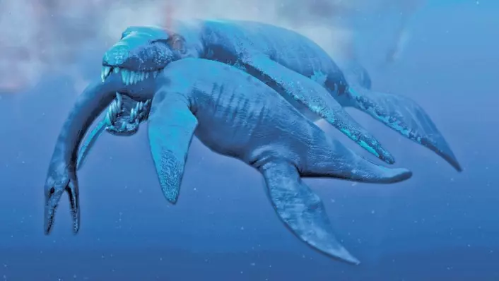 Øglejegerne har funnet mange rester av svaneøgler på Svalbard, både av plesiosaurier og av en kjempestor pliosaur på tretten meter. Illustrasjonen viser en 45 tonn tung pliosaur som angriper en plesiosaur.  (Foto: (Illustrasjon: Atlantic Production))