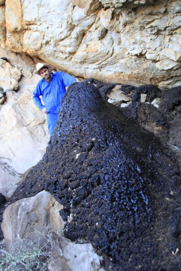 Forskerne har også studert avfallshauger som små gnagere i Afrika har skapt gjennom tusenvis av år. Ved å studere disse haugene kan forskerne finne ut hvordan klimaet endret seg under den siste istiden. (Foto: Joel Pedro) Forskerne har også studert avfallshauger som små gnagere i Afrika har skapt gjennom tusenvis av år. Ved å studere disse haugene kan forskerne finne ut hvordan klimaet endret seg under den siste istiden. (Foto: Joel Pedro)
