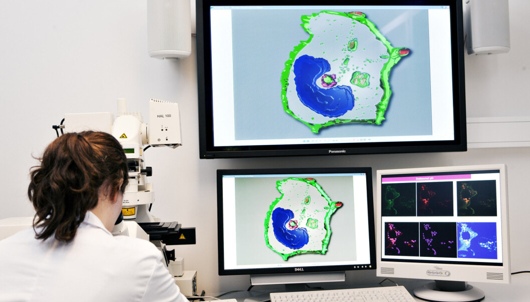 CEMIR researcher Marie Hjelmseth Aune looks at macrophages ( blue ). The screen image shows a macrophage engulfing a bacterium (red). (Photo: Geir Mogen, NTNU) CEMIR researcher Marie Hjelmseth Aune looks at macrophages ( blue ). The screen image shows a macrophage engulfing a bacterium (red). (Photo: Geir Mogen, NTNU)