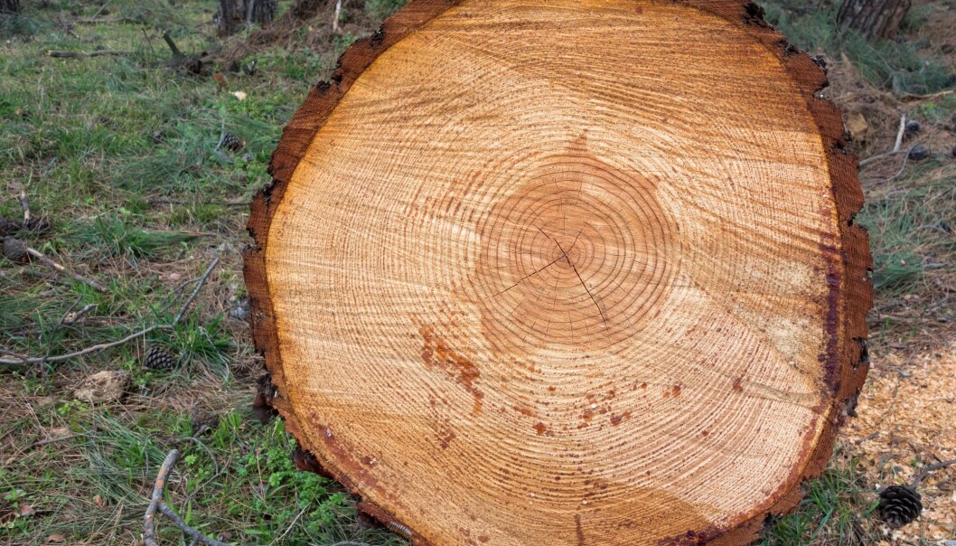 Ved hjelp av årringer kan forskere finne ut hvordan klimaet har vært i Europa opptil 2000 år tilbake i tiden. (Illustrasjonsfoto: Microstock) Ved hjelp av årringer kan forskere finne ut hvordan klimaet har vært i Europa opptil 2000 år tilbake i tiden. (Illustrasjonsfoto: Microstock)