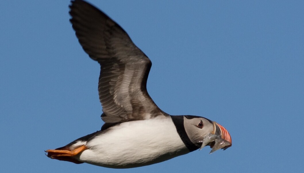 The puffin has been monitored since 1964. (Photo: T. Anker-Nilssen/NINA) The puffin has been monitored since 1964. (Photo: T. Anker-Nilssen/NINA)