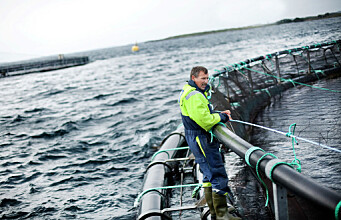 Salmon - Norway's most important livestock