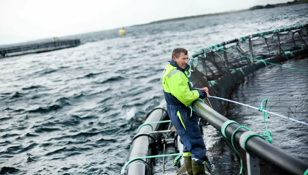 Animal welfare also applies to domestic animals under water - floating cages in Rogaland, south west Norway. (Photo: FHL, Seafood Norway)